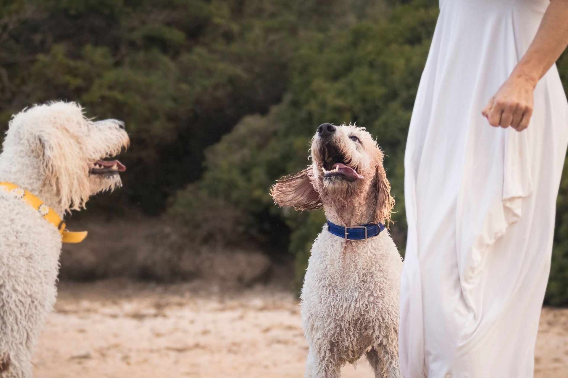 A Summer Ritual for Dogs: How to Care for Your Dog in Corsica