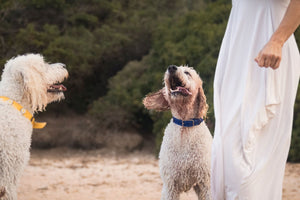 A Summer Ritual for Dogs: How to Care for Your Dog in Corsica