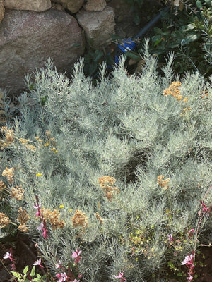 The Magic of Immortelle: Corsican Gold and Your Dog’s Radiant Skin