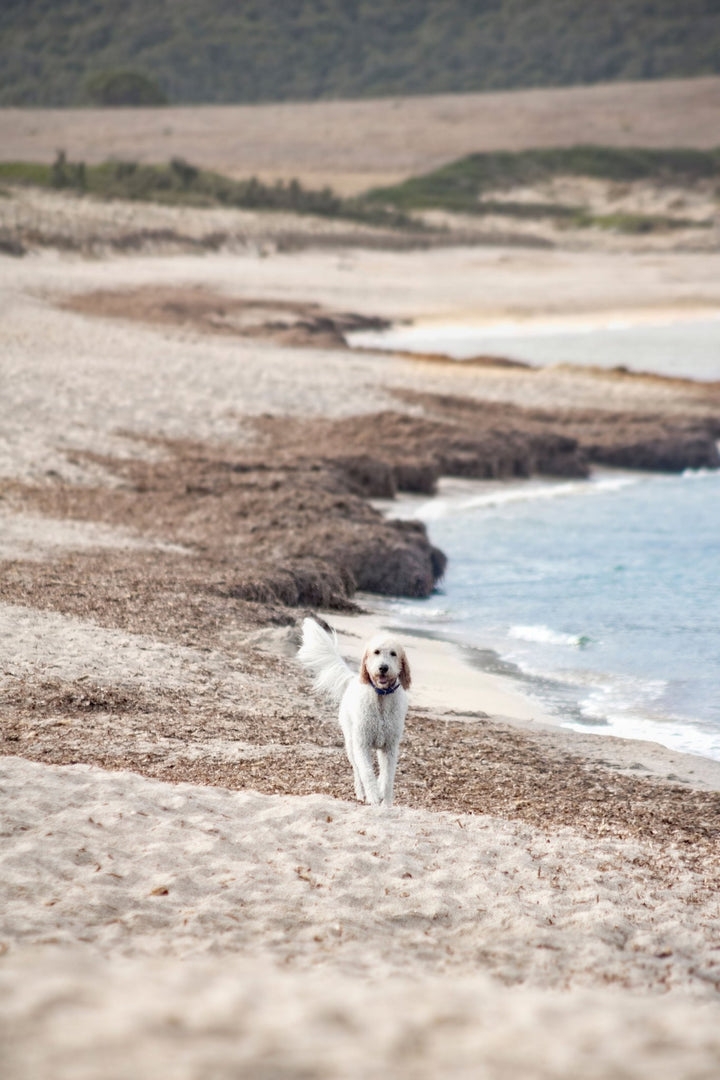 Amicu Liberu - Pearly Shampoo: Anti Flea & Tick - Pooey Mu