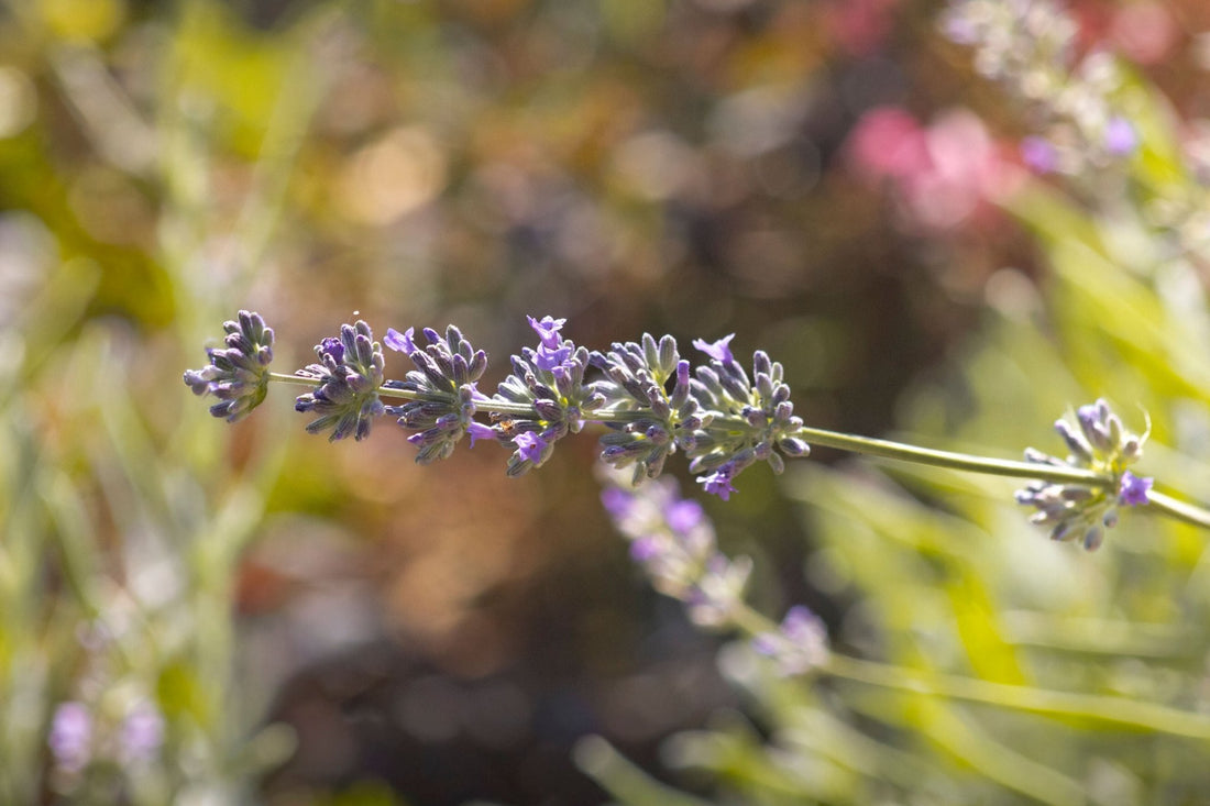 MILOU - Conditioner: Limited Edition (November 2025) - Pooey Mu