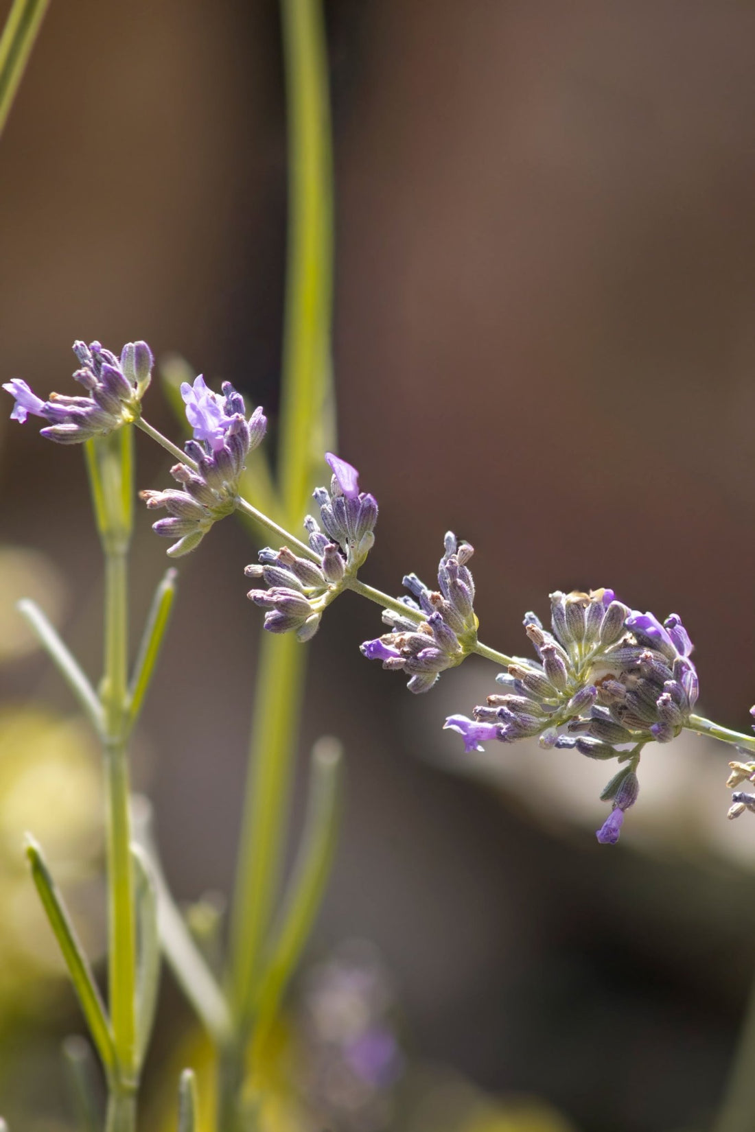 MILOU - Pearly Shampoo, Limited Edition (November 2025) - Pooey Mu