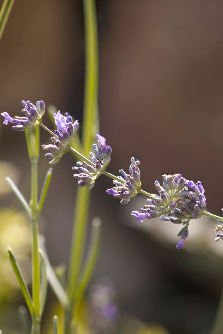 MILOU - Pearly Shampoo, Limited Edition (November 2025) - Pooey Mu