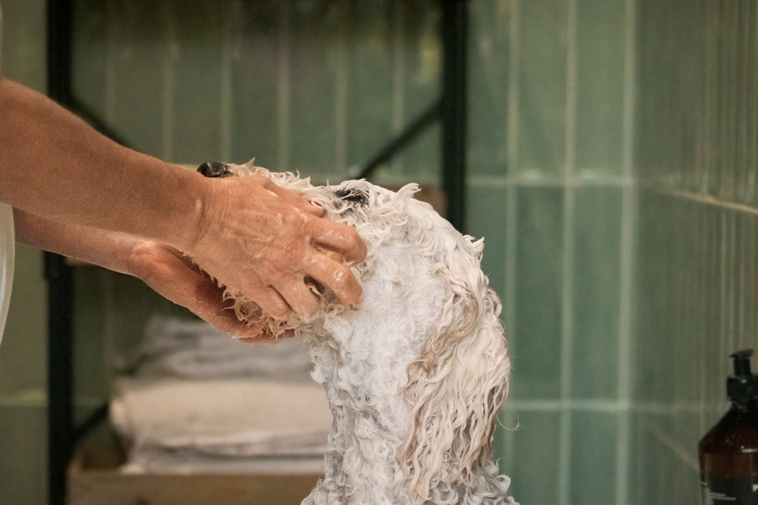 MILOU - Pearly Shampoo, Limited Edition (November 2025) - Pooey Mu